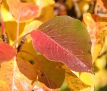 Herfstkleuren