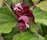 Leycesteria formosa - Grootmoeders oorbellen - 2