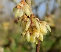 Chimonanthus praecox - Winterzoet of Meloenboompje - 6