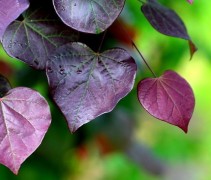 Cercis canadensis 'Ruby Falls'
