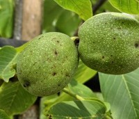 Juglans regia 'Plovdivski' - Walnoot 'Plovdivski' - 4