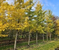 Ginkgo biloba - Japanse Notenboom - oktober 2025 Kwekerij THB perceel Vaassen