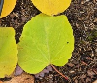 Cercis siliquastrum - Judasboom - 2