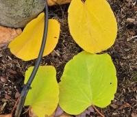 Cercis siliquastrum - Judasboom - 1