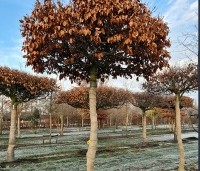 Fagus sylvatica 'Atropunicea' - Rode beuk - 6