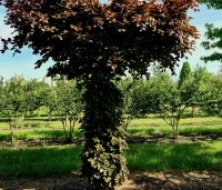 Fagus sylvatica 'Atropunicea' - Rode beuk - 5