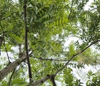 Gleditsia triacanthos 'Draves' - Valse Christusdoorn 'Draves' - 3