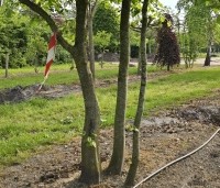 Carpinus betulus - Haagbeuk - 7