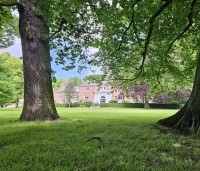 Quercus robur - Zomereik - 2