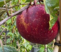Malus dom. 'Gala' - Malus dom. 'Gala' - 1