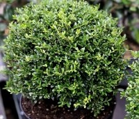 Ilex crenata 'Stokes' - Japanse hulst - 1