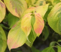 Cornus Florida Rainbow