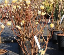 Edgeworthia Grandiflora