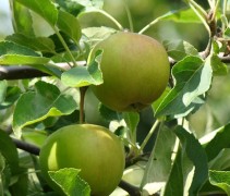 Malus domestica 'Elstar'