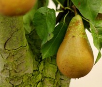 Pyrus communis 'Conference' plukrijp