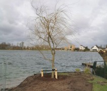 Treurwilg toepassing project in Ewijk. Organische vorm gekweekt door Ten Hoven bomen uit Apeldoorn.