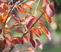 Amelanchier lamarckii