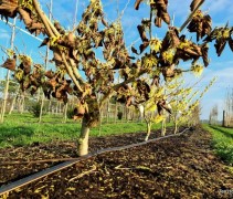 Hamamelis x intermedia 'Pallida' op kwekerij Ten Hoven Bomen 2023