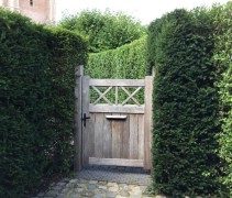 Taxus baccata