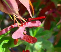 acer palmatum 'Osakazuki'