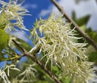 Chionanthus virginicus - Chionanthus virginicus - 1