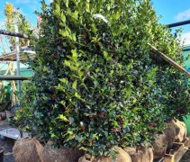 Ilex aquifolium 'Alaska'
