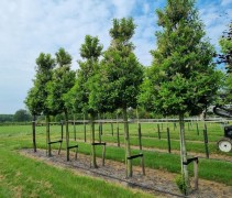 Prunus lusitanica
