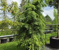Tsuga canadensis - Canadese Hemlockspar - 2