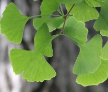 Ginkgo biloba ofwel de Japanse Notenboom heeft een zeer herkenbaar blad
