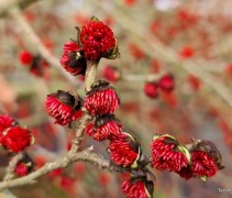 Parrotia Persica bloesem detail