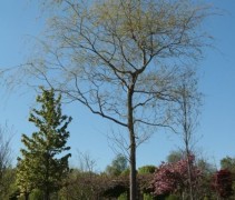 Salix sepulcralis verplant op kwekerij ten Hoven voorjaar 2020