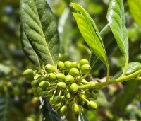Ilex 'Nellie R. Stevens' - Amerikaanse hulst - 7
