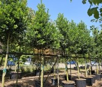 Ilex 'Nellie R. Stevens' - Amerikaanse hulst - 6
