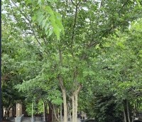Celtis occidentalis - Westerse netelboom - 1