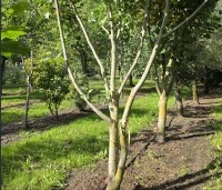 Liriodendron tulipifera 'Aureomarginatum' - Tulpenboom 'Aureomarginatum' - 1