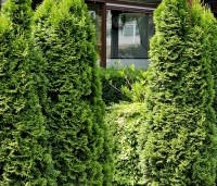 Thuja occidentalis 'Smaragd' - Westerse Levensboom 'Smaragd' - 1
