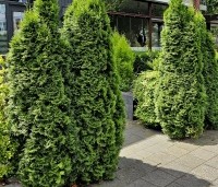Thuja occidentalis 'Smaragd' - Westerse Levensboom 'Smaragd' - 2