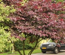 Cercis canadensis 'Forest Pansy'
