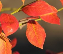 Vaccinium 