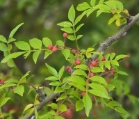 Zanthoxylum simulans - Chinese peperboom - 6