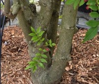 Zanthoxylum simulans - Chinese peperboom - 5