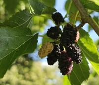 Morus nigra - Zwarte moerbei - 5
