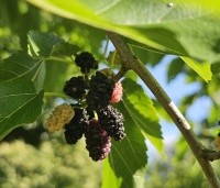 Morus nigra - Zwarte moerbei - 4