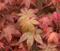 Acer palmatum Beni Maiko