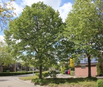 Tilia tomentosa