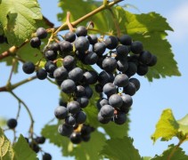 Vitis vinifera 'Boskoop Glorie'