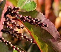 Stachyurus praecox - Staartaar - 1
