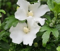 Hibiscus syriacus 'Totus albus' - Altheastruik 'Totus albus' - 4