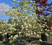 Viburnum plicatum 'Popcorn' - Japanse Sneeuwbal 'Popcorn' - 4
