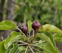 Pyrus com. 'Gieser Wildeman"  - Pyrus com. 'Gieser Wildeman"  - 3